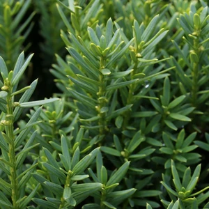 Taxus baccata 2L