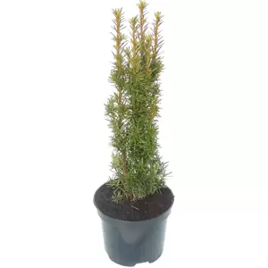 Taxus baccata 'David' 1L - image 4