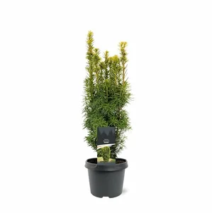 Taxus baccata 'David' 3L - image 4