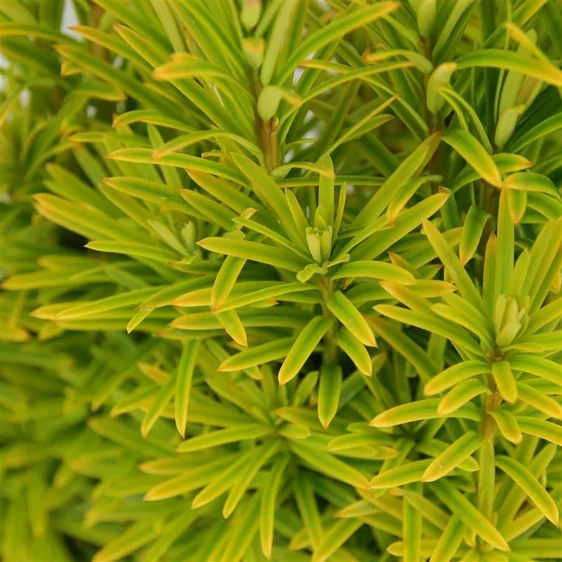 Taxus baccata 'David' 3L - image 1