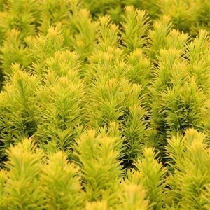 Taxus baccata 'David' 1L - image 2