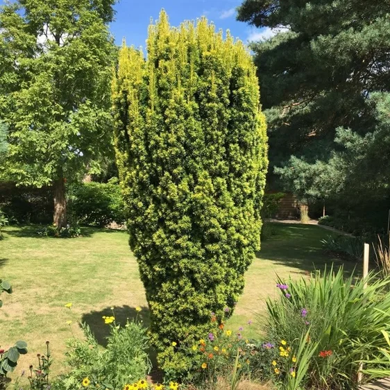 Taxus baccata 'David' 3L - image 3