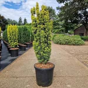 Taxus baccata 'David' 20L