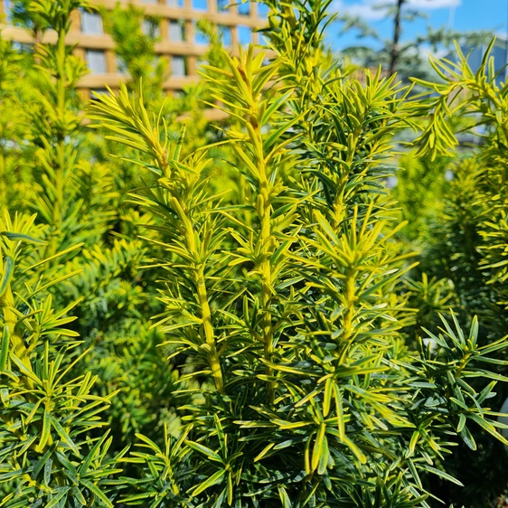 Taxus cuspidata 'Dwarf Bright Gold' 3L