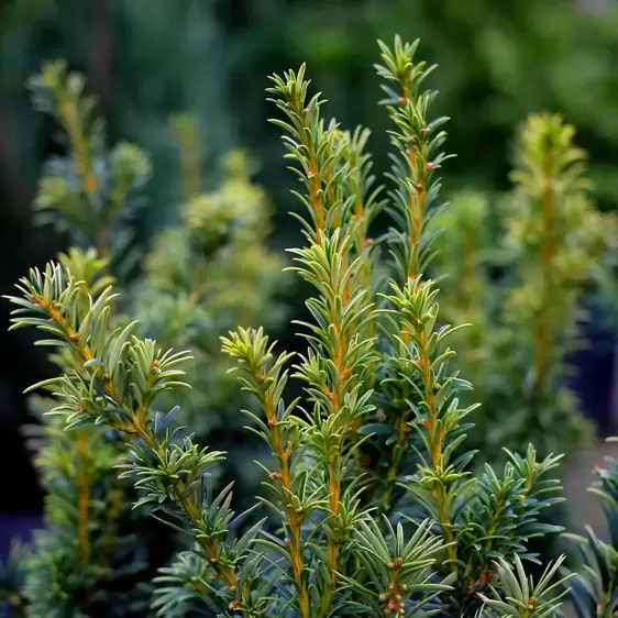 Taxus baccata 'Elegantissima' 7L