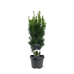 Taxus baccata 'Fastigiata' 3L - image 3