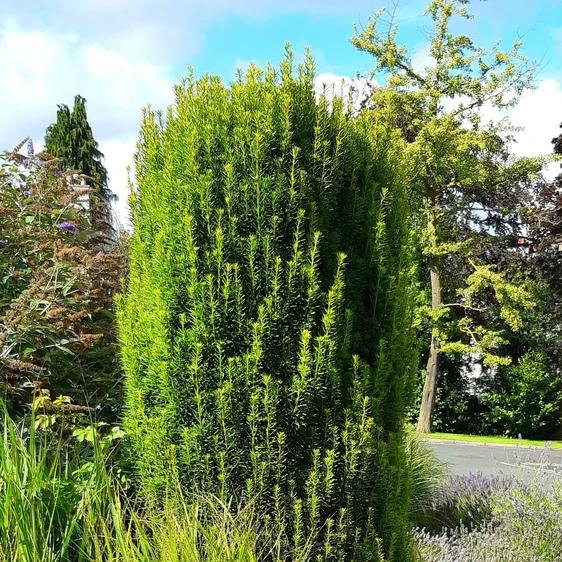 Image Credit: ©2025 John Richards Nurseries Ltd