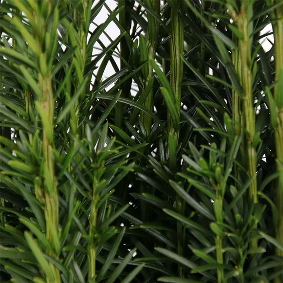 Taxus baccata 'Fastigiata' 1L - image 1