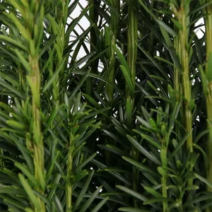 Taxus baccata 'Fastigiata' 3L - image 1