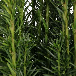 Taxus baccata 'Fastigiata' 1L - image 1