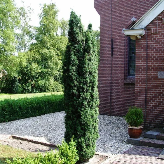 Taxus baccata 'Fastigiata' 1L - image 2