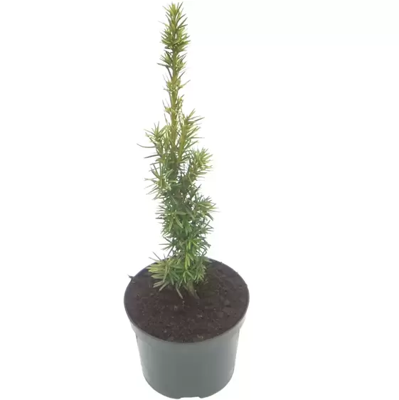 Taxus baccata 'Fastigiata Aureomarginata' 3L