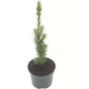 Taxus baccata 'Fastigiata Aureomarginata' 1L