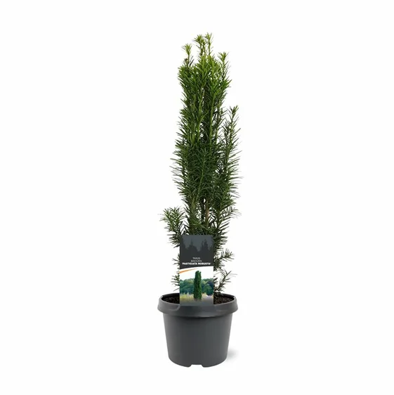 Taxus baccata 'Fastigiata Robusta' 3L - image 4