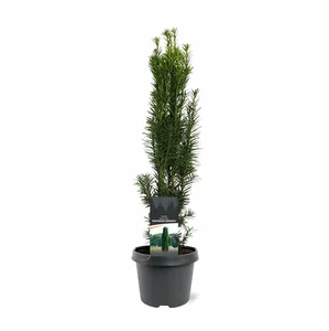 Taxus baccata 'Fastigiata Robusta' 2.3L - image 2