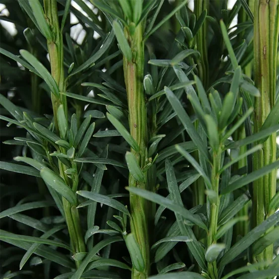 Taxus baccata 'Fastigiata Robusta' 1L - image 1