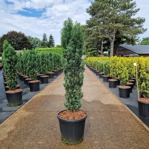 Taxus baccata 'Fastigiata Robusta' 20L - image 1