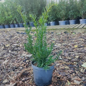 Taxus x media 'Green Mountain' 1L - image 2