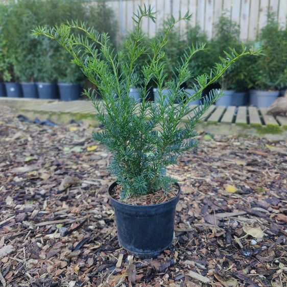 Taxus x media 'Green Mountain' 3L - image 2