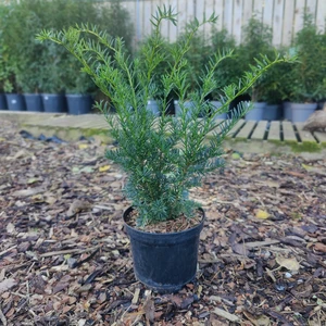 Taxus x media 'Green Mountain' 3L - image 2