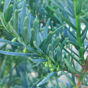 Taxus x media 'Green Mountain' 1L - image 1