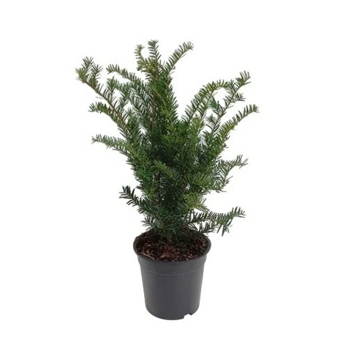 Taxus x media 'Green Mountain' 1L - image 3