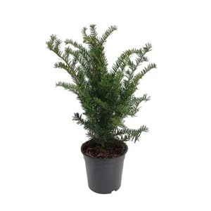 Taxus x media 'Green Mountain' 1L - image 3