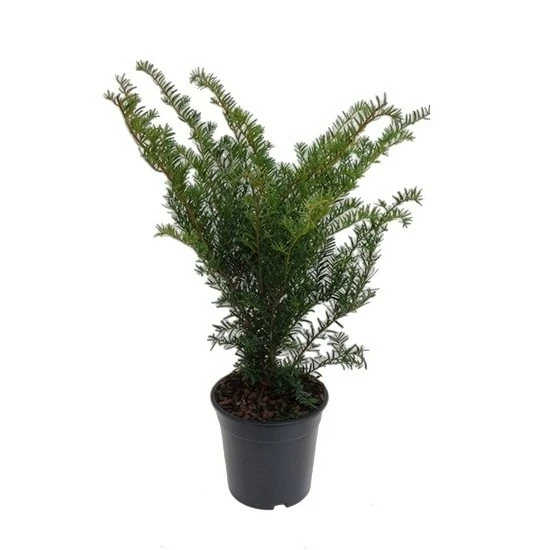 Taxus x media 'Green Mountain' 3L - image 3
