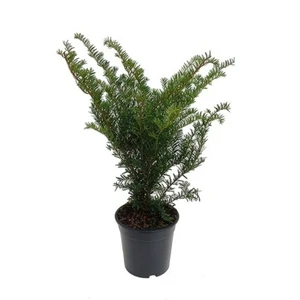 Taxus x media 'Green Mountain' 3L - image 3
