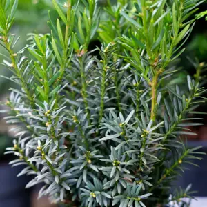 Taxus x media 'Hillii' 11L