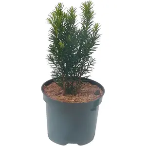 Taxus x media 'Kazio' 3L