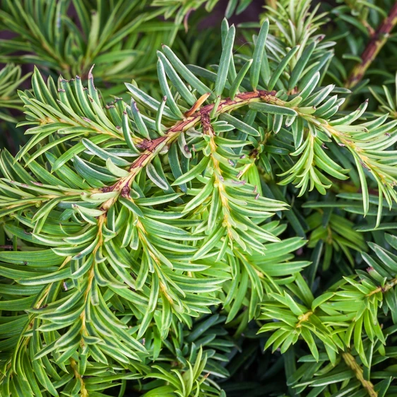 Taxus baccata 'Repens Aurea' 1L - image 1