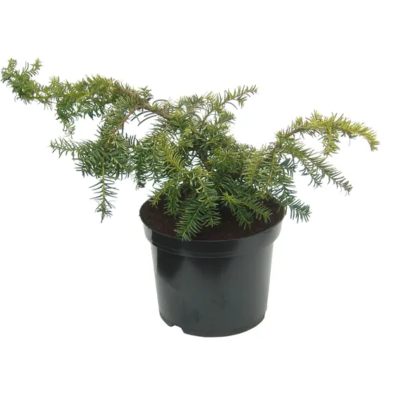 Taxus baccata 'Repens Aurea' 7L