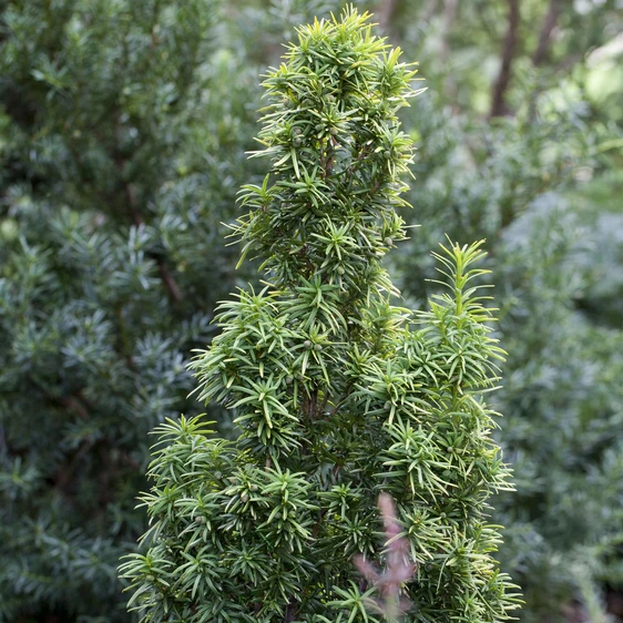 Taxus baccata 'Standishii' 3L - image 1