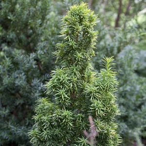 Taxus 'Standishii'
