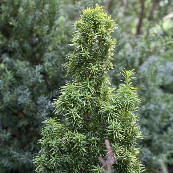 Taxus baccata 'Standishii' 100L