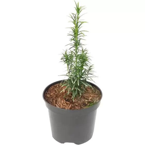 Taxus media 'Stefania' 1L