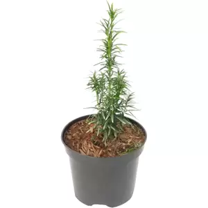 Taxus media 'Stefania' 3L