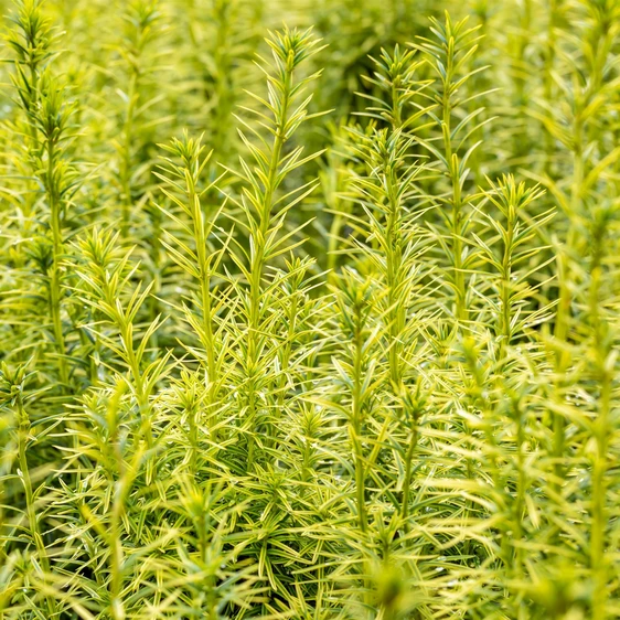 Taxus x media 'Stefania' 3L - image 1