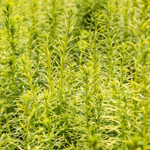 Taxus x media 'Stefania' 3L - image 1