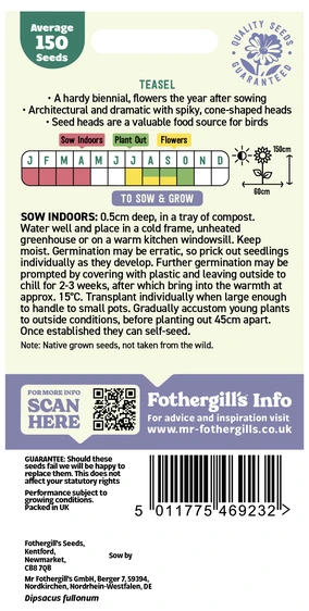 Teasel Seeds - image 2