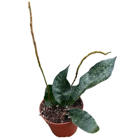 Tectaria hilocarpa - image 1