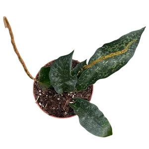 Tectaria hilocarpa - image 2