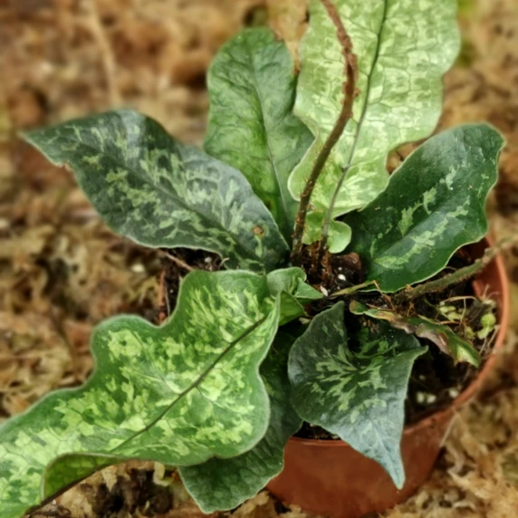 Tectaria hilocarpa - image 1