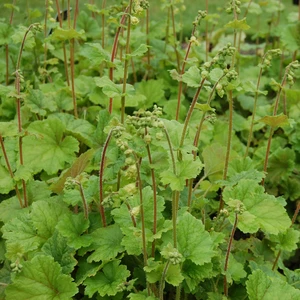 Tellima grandiflora