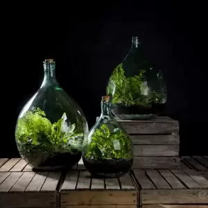 Terrarium Bottle Planter with Tools 5L - image 5