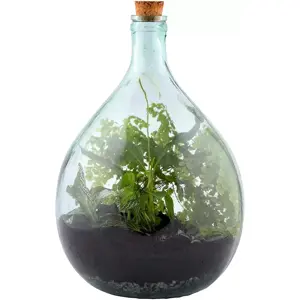 Terrarium Bottle Starter Kit 15L - image 3