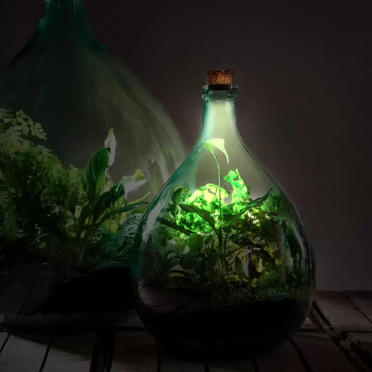 Terrarium Cork LED Solar Light Cowell's Garden Centre Woolsington