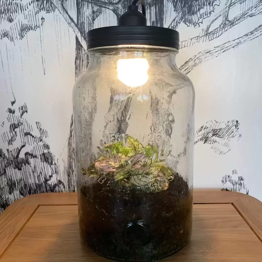 Vermenigvuldiging schending sofa Terrarium With Lamp - Cowell's Garden Centre | Woolsington