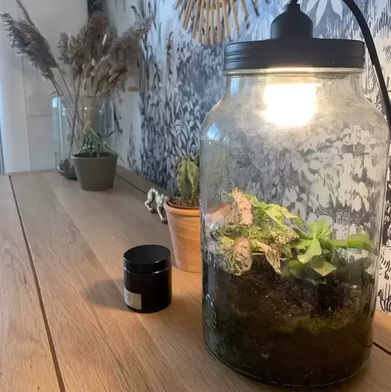 Terrarium With Lamp - image 2